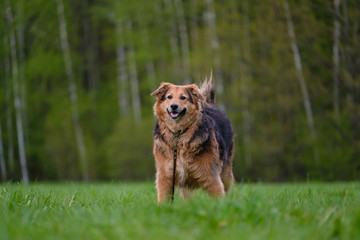 Brown-black color shepherd dog walk and play on the grass in park