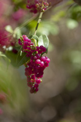 flora of Gran Canaria - Bosea yervamora