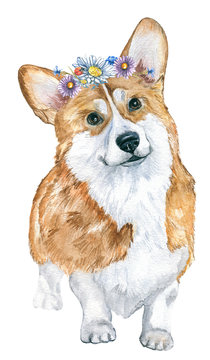 Dog corgi. Watercolor sketch.