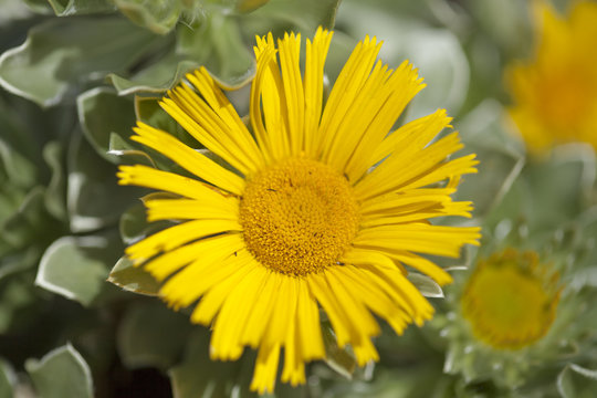 flowering Asteriscus plant