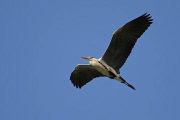 Blue heron in flight with open wings against blue sky