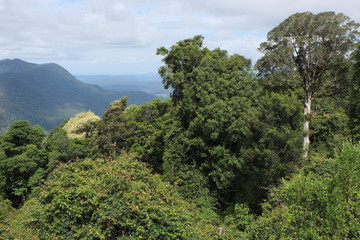 Obraz premium Australien Dorrigo Nationalpark 1