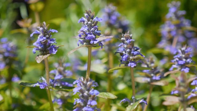 Ajuga flowers swaying in wind