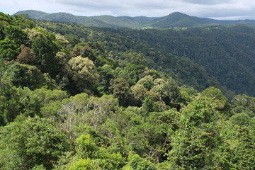 Australien Dorrigo Nationalpark 3