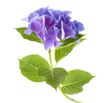 blue Hydrangea isolated