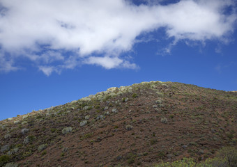 flora of Gran Canaria - Euphorbia canariensis