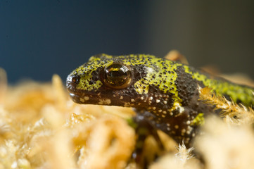 Salamandra