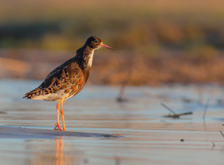Philomachus pugnax / Calidris pugnax - Ruff