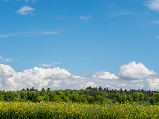 Rapsfeld im Frühjahr