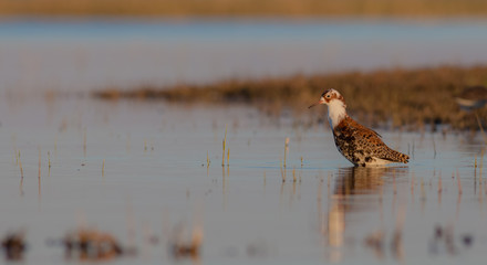 Philomachus pugnax / Calidris pugnax - Ruff