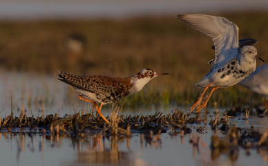 Philomachus pugnax / Calidris pugnax - Ruff
