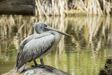 Spot-billed pelican ( Pelecanus philippensis ).