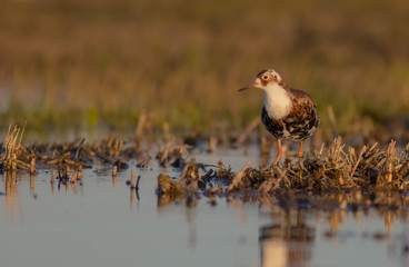 Philomachus pugnax / Calidris pugnax - Ruff
