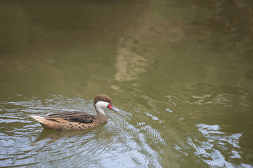 Mallard duck (Anas platyrhynchos) swimming.
