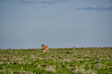 male lion ,Panthera leo, patrolling through the area, Panthera leo, Etosha National Park, Namibia, Africa