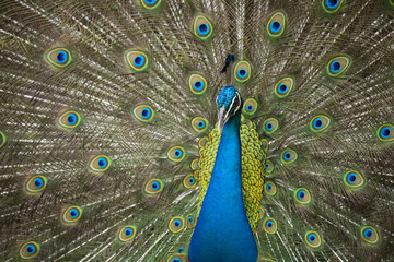 Obraz premium Beautiful peacock .