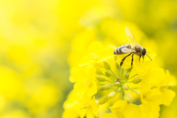 Fototapeta pszczoła na kwiatku obraz