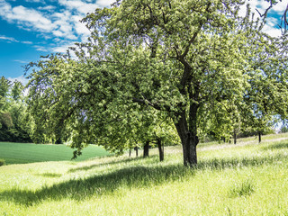 Baumgrundstück im Frühjahr