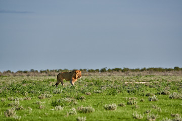 male lion ,Panthera leo, patrolling through the area, Panthera leo, Etosha National Park, Namibia, Africa