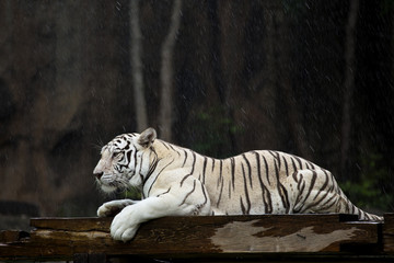 White Bengal tiger in the rain.
