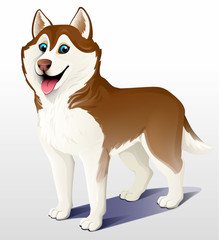 Siberian husky dog. Brown and white. Stand. He put his tongue out, smiling. Cartoon. Vector illustration on a light background. 3D.
