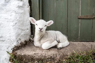 Papier Peint photo Moutons Adorable bébé agneau mignon assis sur le seuil d& 39 un agriculteur