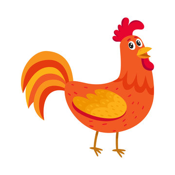 Cute and funny colorful farm rooster, chicken, cock, cockerel, cartoon vector illustration isolated on white background. Cute cartoon, comic style red and orange farm rooster, chicken