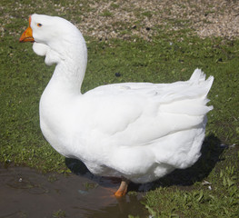 Closeup of White Goose