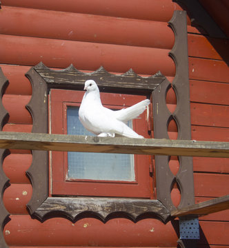 Pigeonwallpaper Images – Browse 9 Stock Photos, Vectors, and Video | Adobe Stock Pigeonwallpaper Images – Browse 9 Stock Photos, Vectors, and Video | Adobe Stock