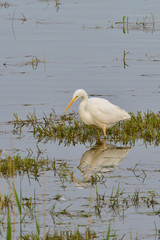 Silberreiher bei der Jagd
