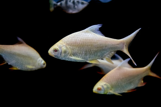 Java barb, Silver barb fish,carp fish ( Puntius gonionotus) in aqurium
