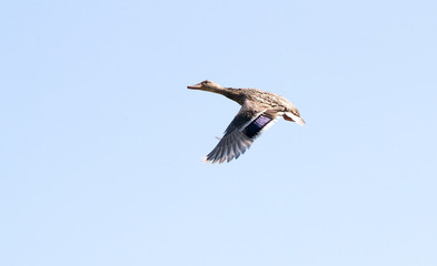 Female mallard duck in flight against clear blue sky