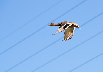 Female mallard duck in flight against clear blue sky