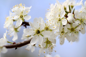 blossom tree