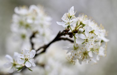 blossom tree