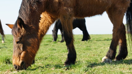 Fototapeta premium SONY DSC