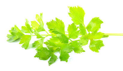 Celery leaves isolated on white background.