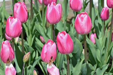 Pink tulips blooming on spring