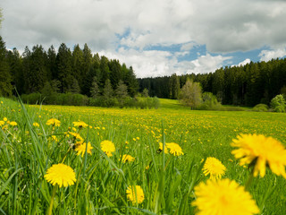 Wiese im Schwarzwald