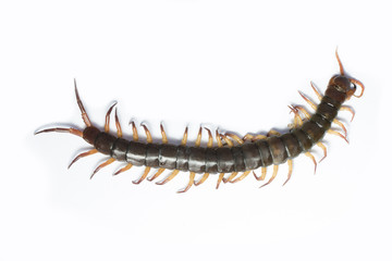 The Giant red Centipede dangerous animal on white background.