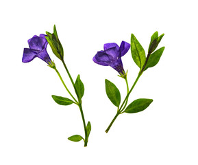 Pressed and dried flowers periwinkle, Isolated