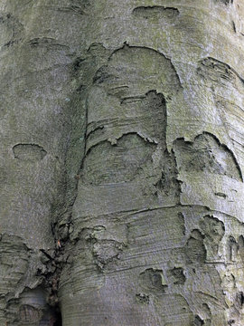 beech tree back with rough texture of a mature tree