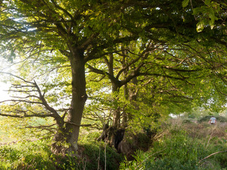 Fototapeta premium lovely growing green lush tree outside beautiful and peaceful with no people natural wonders