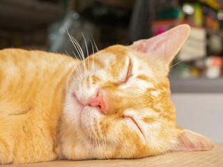 Sleeping cat head laying down outdoor