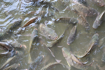 Tilapia Fish in pond.
