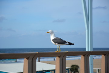 Möwe in Scheveningen