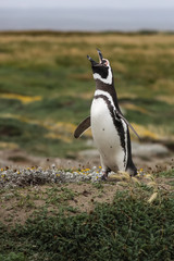 Einsamer Magellan-Pinguin