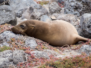 Fototapeta premium Sea lion sleeping on lava rocks, Plaza Sur Island, Galapagos