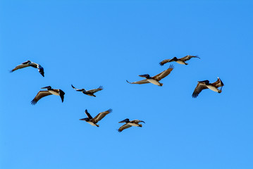 Formation of pelicans flying for food