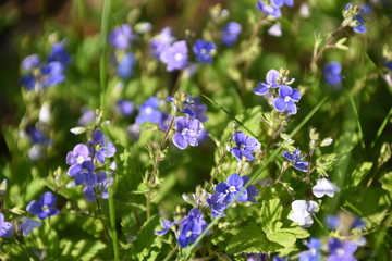 Wilde Blüten